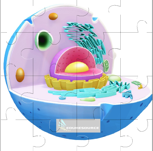 Animal cell Jigsaw