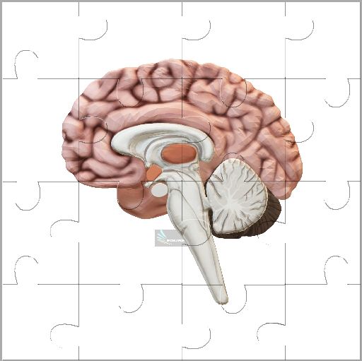 Brain Jigsaw