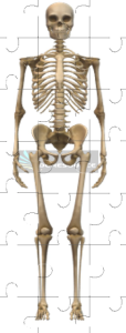 Skeleton Jigsaw